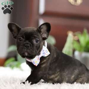 Jennifer, French Bulldog Puppy